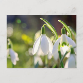 Schneeglöckchen läuten den Frühling ein Vykort