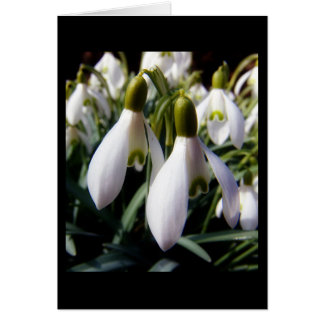 schneegloeckchen hälsningskort
