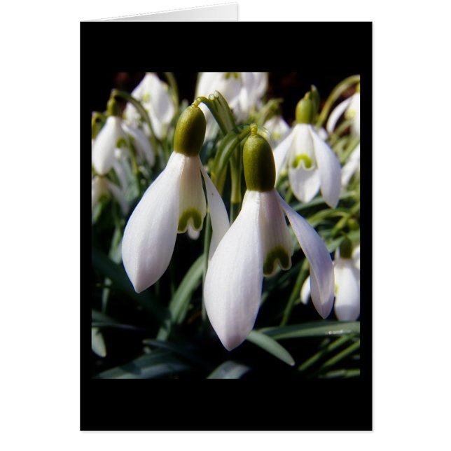 schneegloeckchen hälsningskort (Framsidan)