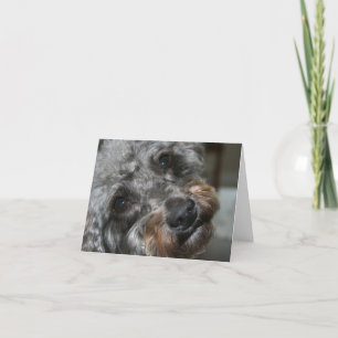 Schnoodle älskling kort