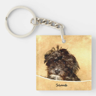 Schnoodle Hund