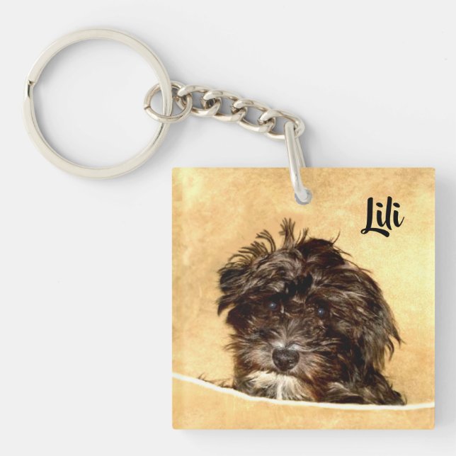 Schnoodle Hund Dubbelsidig (Framsidan)