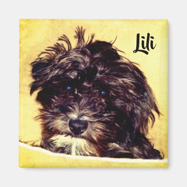 Schnoodle Hund Fyrkantig Magnet (Framsidan)