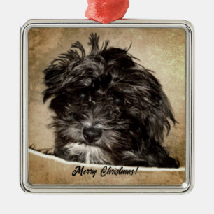 Schnoodle Hund Julgransprydnad Metall