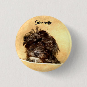 Schnoodle Hund Knapp