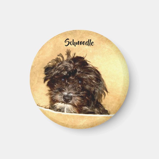 Schnoodle Hund Rund Magnet (Framsidan)