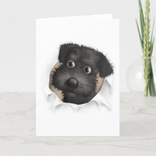 Schnoodle (svart) - utfall kort