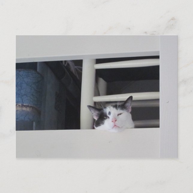 Schöne Aussicht Vykort (Framsida)