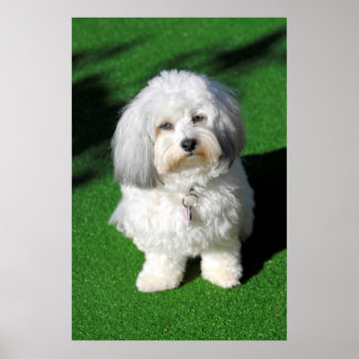 schöner,weißer Havaneser-Hund sitzend,Blickkontakt Poster