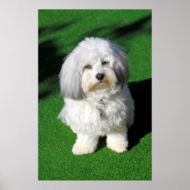 schöner,weißer Havaneser-Hund sitzend,Blickkontakt Poster (Framsidan)