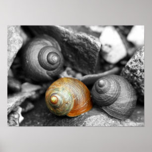 Schoodic Snigel II Poster