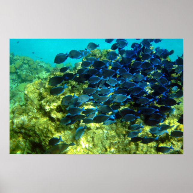 School of Blue Tang Poster (Framsidan)