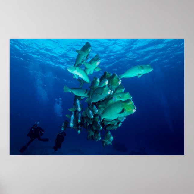 "School of Bumphead Parrot Fish" Poster (Framsidan)