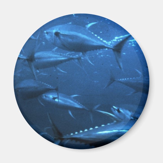 School of Yellowfin Tuna Magnet (Framsidan)