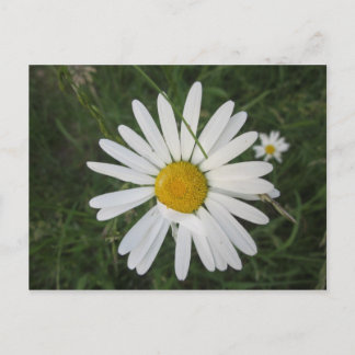 Schüchterne Margarithe Vykort