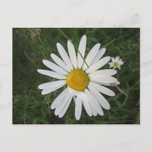 Schüchterne Margarithe Vykort (Framsida)