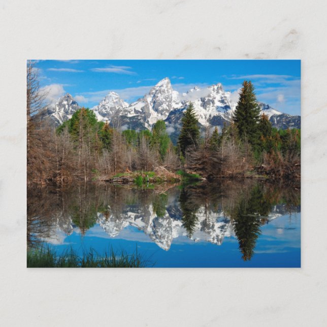 Schwabacher's Landing, Grand Teton Vykort (Framsida)