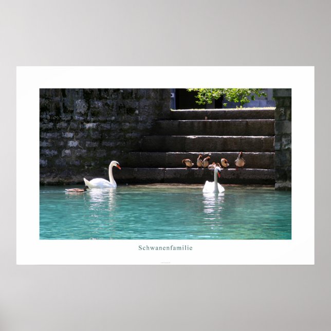 Schwanenfamilie Poster (Framsidan)