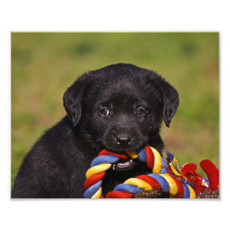 schwarzer Hund Labrador Retriever Welpe Fotoposter Fototryck