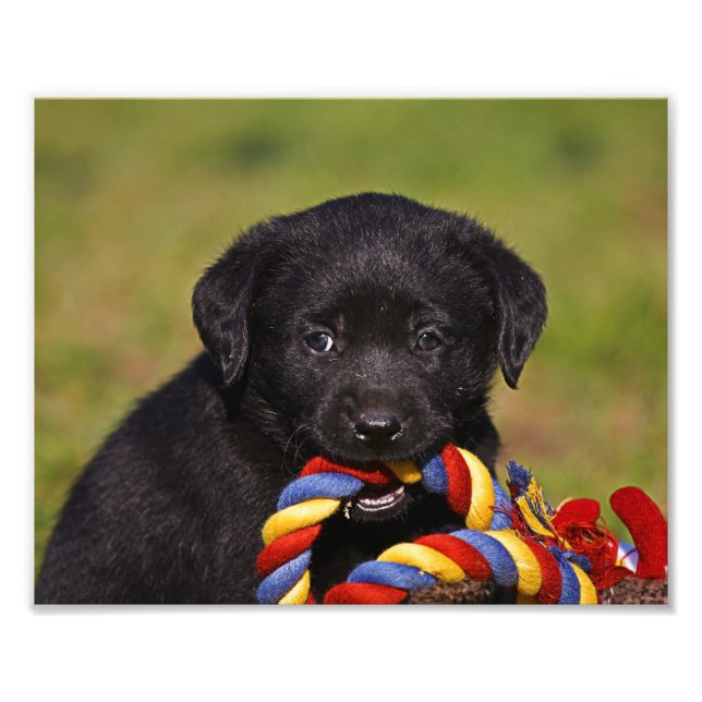 schwarzer Hund Labrador Retriever Welpe Fotoposter Fototryck (Framsidan)