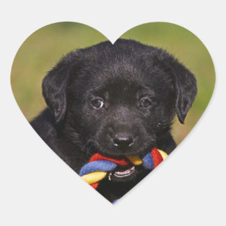 schwarzer Hund Labrador Retriever Welpe Sticker Hjärtformat Klistermärke