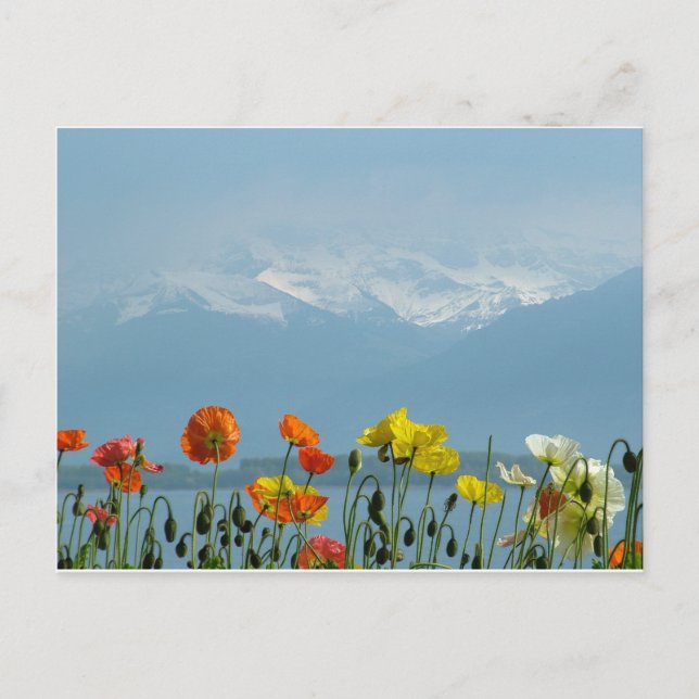 Schweiz-16800 Vykort (Framsida)