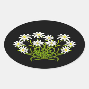 Schweiziska Edelweiss blommar bukettklistermärken Ovalt Klistermärke