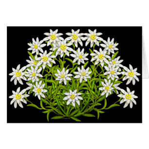 Schweizskt Edelweiss Flowers Card Hälsningskort