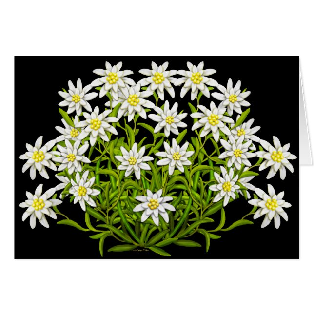 Schweizskt Edelweiss Flowers Card Hälsningskort (Framsidan Horizontal)