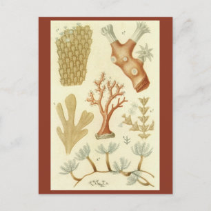 Science Texbook Biology, Vintage Coral Animals Vykort