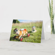 Scientist Corgis på ett blankprov Backe hälsning