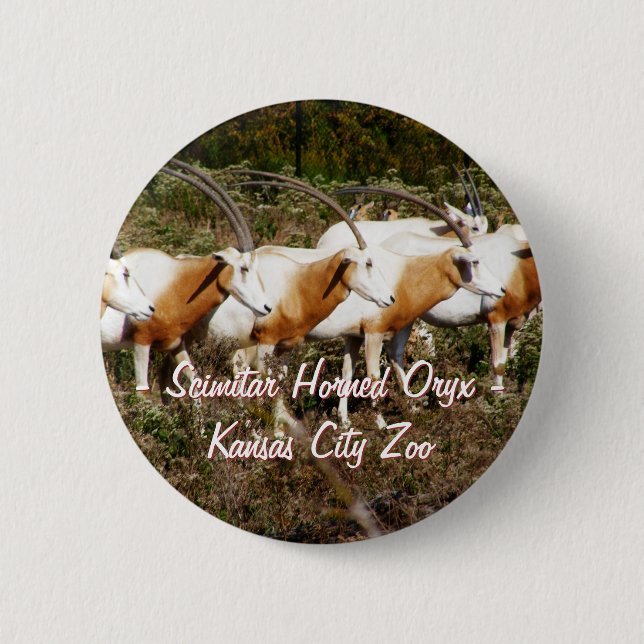 Scimitar Horned Oryx Button Knapp (Framsida)