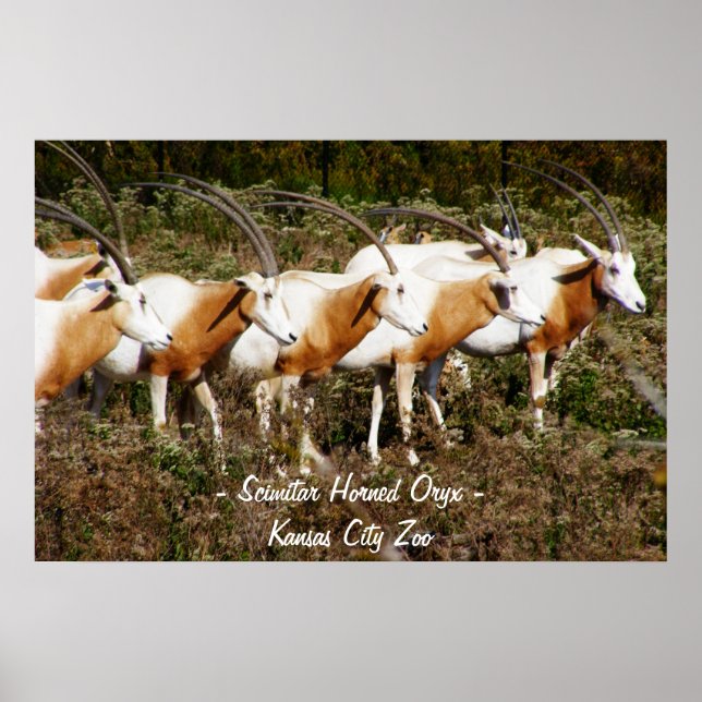 Scimitar Horned Oryx Poster Skriv ut (Framsidan)