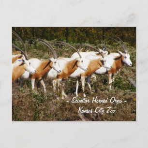 Scimitar Horned Oryx vykort