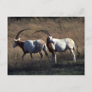 Scimitar-Horned Oryx Vykort