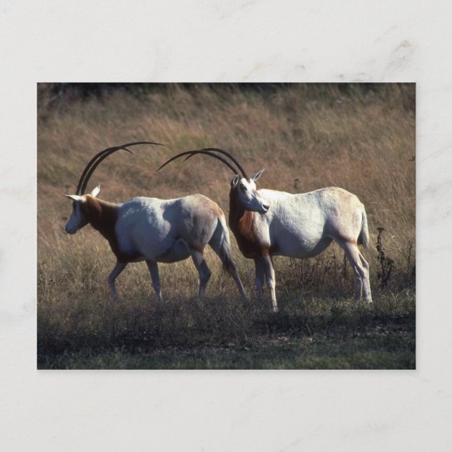 Scimitar-Horned Oryx Vykort (Framsida)