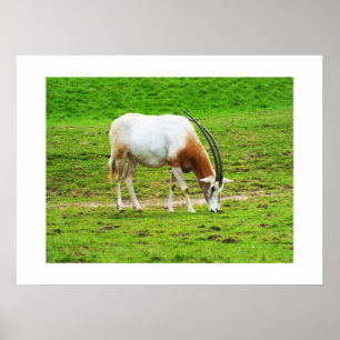 Scimitar oryx poster
