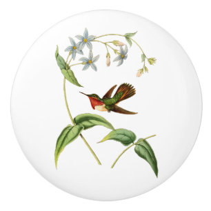 Scintillant Hummingbird Knopp