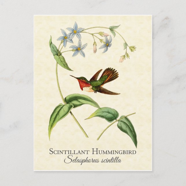 Scintillant Hummingbird Vintage Art Vykort (Framsida)