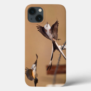 Scissor-Tailed Flycatchers (tyrannusen Forficatus)