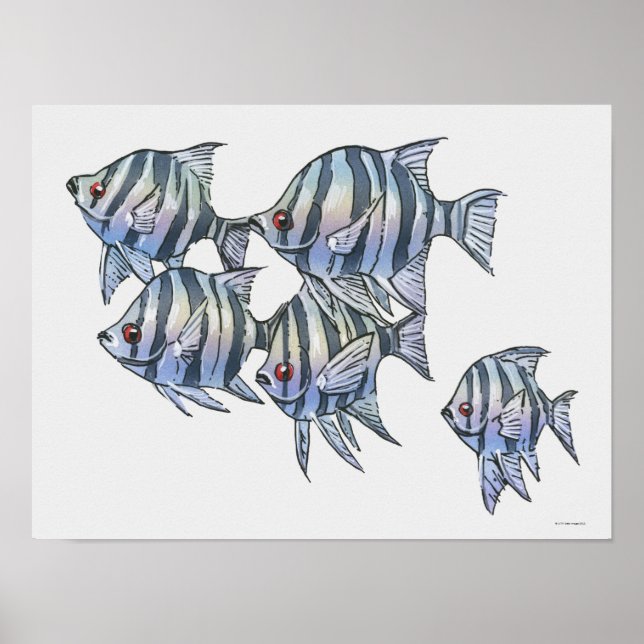 Scissortail sergeant poster (Framsidan)