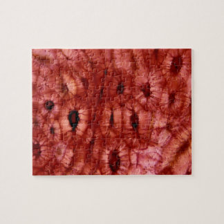 Sclerenchyma celler från en körsbärsröd grop pussel