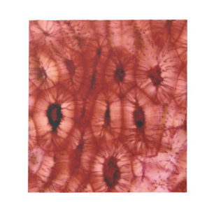 Sclerenchyma Cells från en Cherry Pit Anteckningsblock