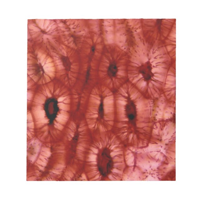 Sclerenchyma Cells från en Cherry Pit Anteckningsblock (Framsida)