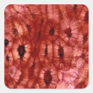 Sclerenchyma Cells från en Cherry Pit Fyrkantigt Klistermärke