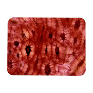 Sclerenchyma Cells från en Cherry Pit Magnet