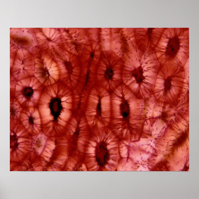 Sclerenchyma Cells från en Cherry Pit Poster (Framsidan)