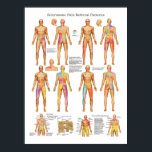 Sclerotome Visceral Pain Referral Poster<br><div class="desc">Färg Sclerotome/ Visceral Poster för smärtåterföring innehåller sklerotomsmärtsåterföring från C1 till S3. Sclerotogena smärtor rapporteras av patienter som djup, odefinierad, dynt och diffus. Sklerotogen smärta följer inte dermatom utan följer efter en sklerotomsmärta mönster. De vävnader som ingår i sklerotogen smärta omfattar ligaments, Tendons, Disks, Periosteum och Apophyseleks. En sklerotom är...</div>