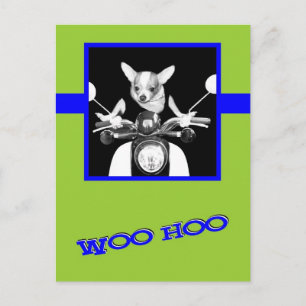 Scooter Chihuahua Vykort