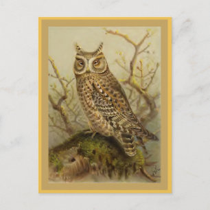 Scops Uggla Vintage Bird Illustration Vykort